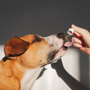 Raw Hemp Seed Oil + Turmeric for Dogs | 2 x 100ml